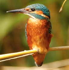 KingFisher-7.jpg