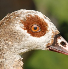 Egyptian Mother Head.jpg